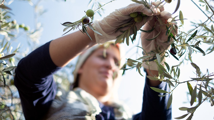 El pinyol d’oliva, un aliat singular per a la sostenibilitat