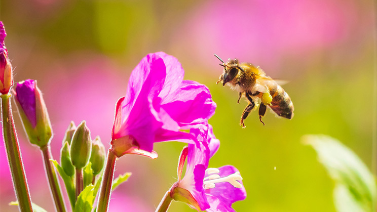 Les abelles, l’ingredient necessari per a la supervivència del planeta